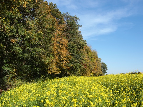 Bild Nr. 5